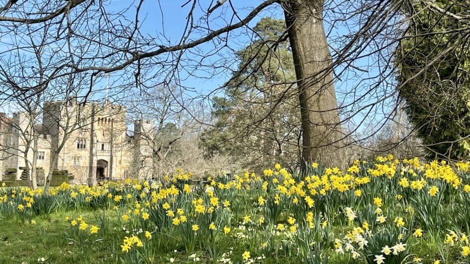 King Alfred daffodils planted by William Waldorf Astor at Hever Castle