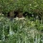 National Garden Scheme Garden at the RHS Chelsea Flower Show designed by Tom Stuart Smith