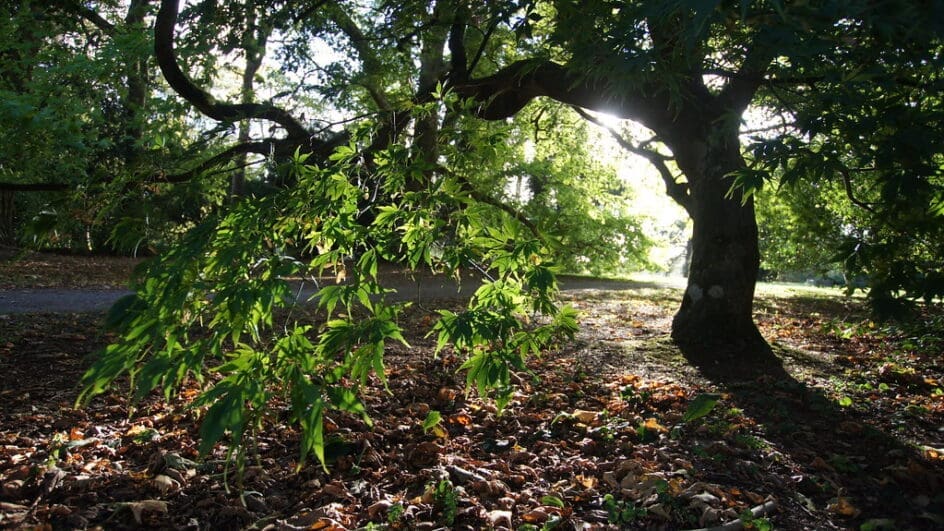 Autumn Colours at Westonbirt Arboretum