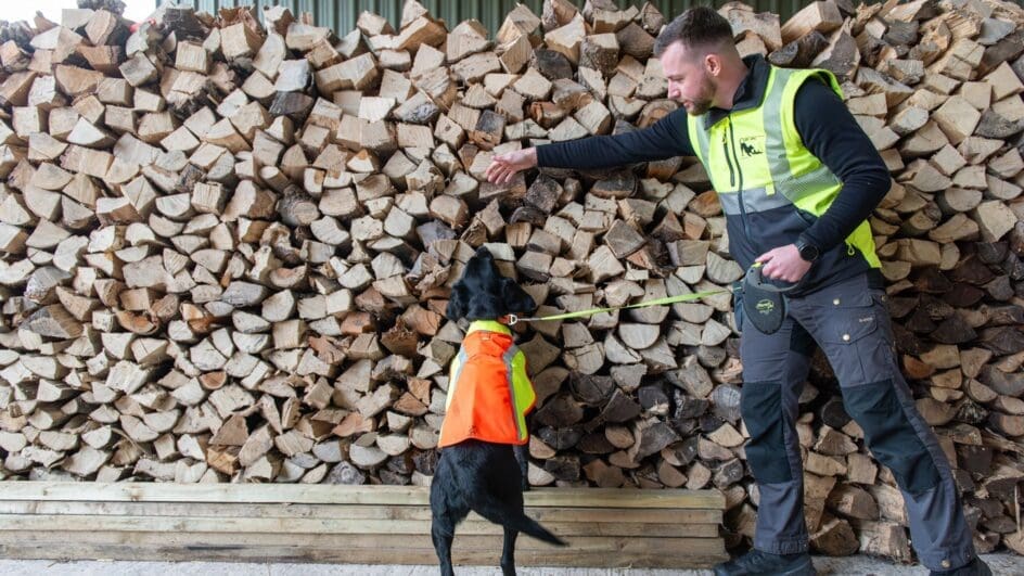 Ivor, the dog sniffing for plant disease