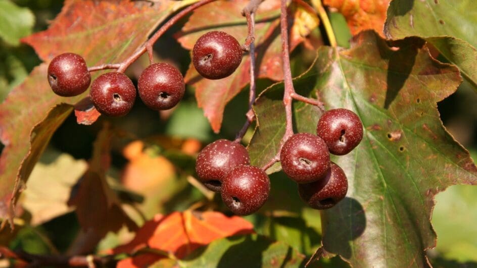 Sorbus tree berries