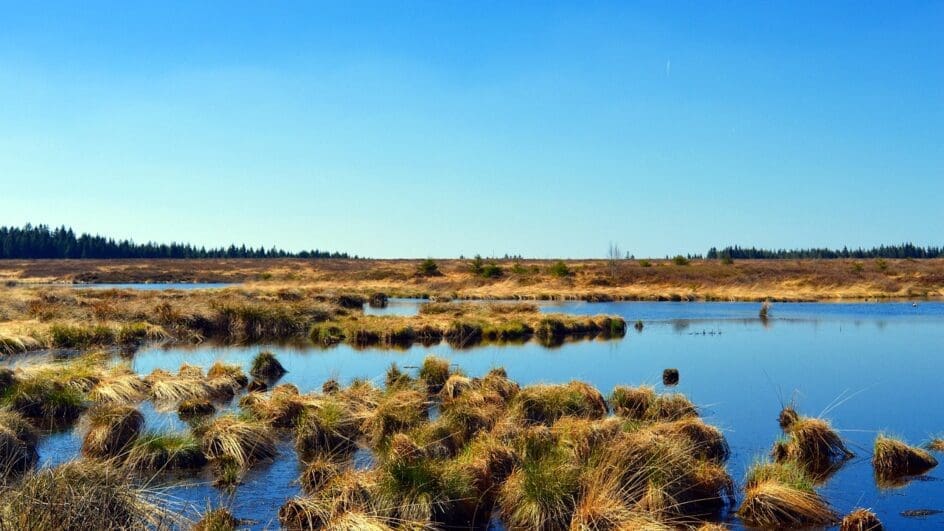 Peat bog