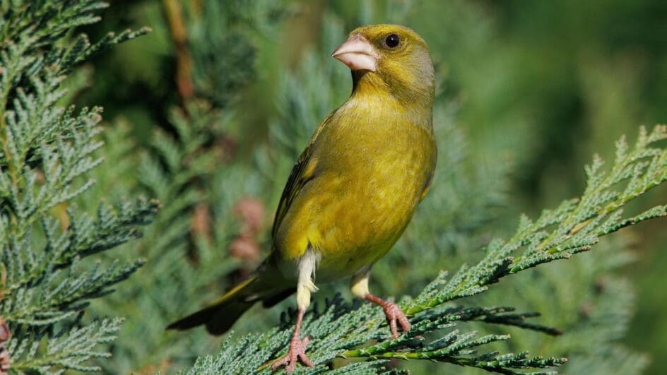 greenfinch