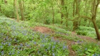 Bluebells in Wyevale Woods in Herefordshire