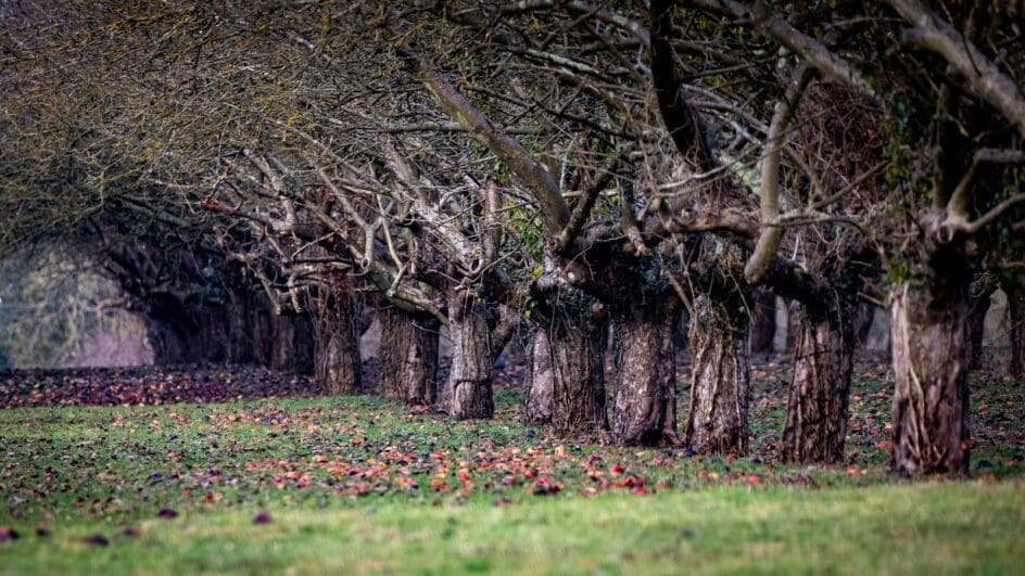 Coton Orchard