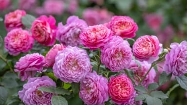 The Emma Bridgewater English shrub rose with its pink with a yellow button eye, which once it's flowered becomes a brighter coral-pink tones softening to mauve and lilac.