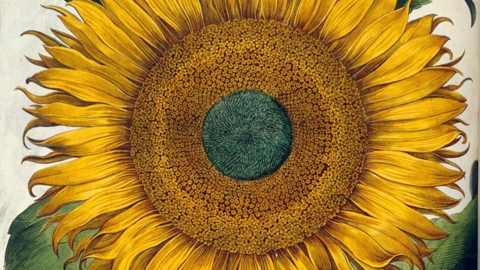 Sunflower - flos solis major