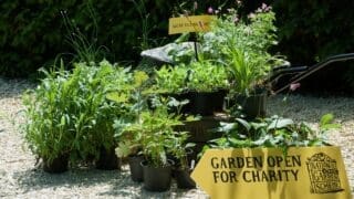 national garden scheme plant sale