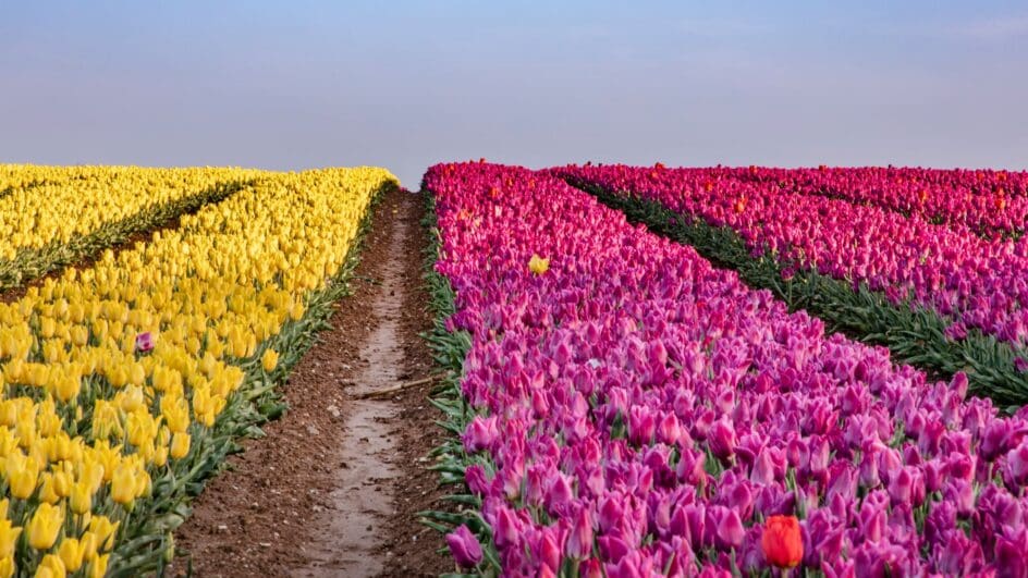 Norfolk Tulip fields which featured in the Wicked film