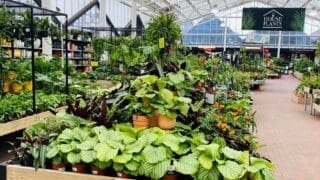 Perrywood garden centre Tiptree