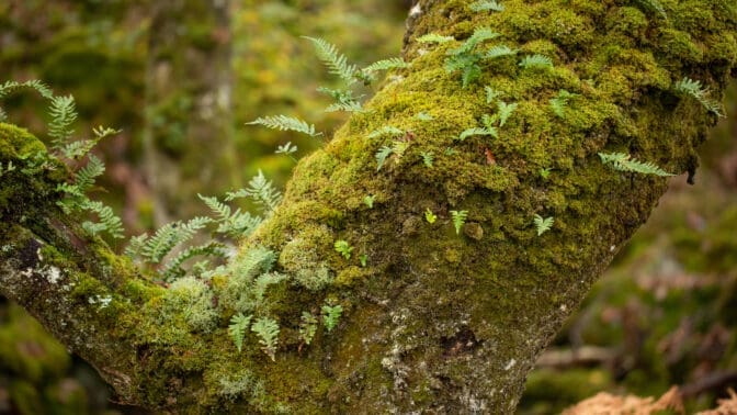 Polypody ferns and moss