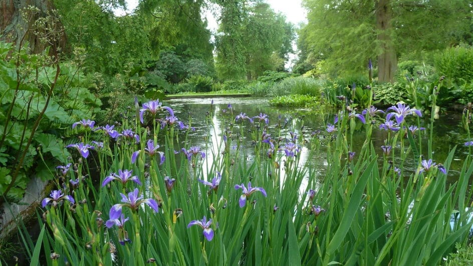 Beth Chatto's Garden