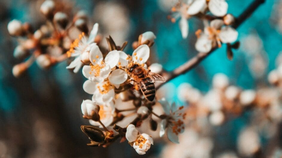 Honey bee on cherry blossom