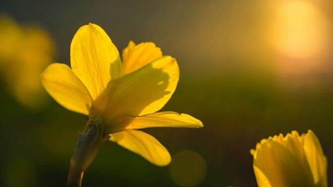 Daffodils in sunshine