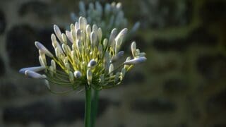 Close up of an Agapanthus Windsor Grey, still in bud but just about to flower