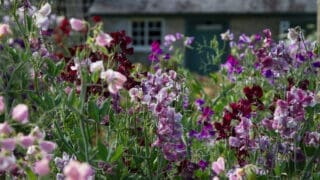 Sweet peas in full flower at Easton Walled Gardens. Varying colours but predominantly pinks, crimsons and crimsons.