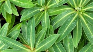 Close up of Euphorbia Honeypot