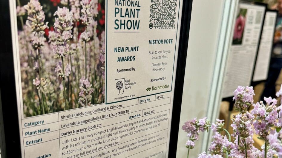 HTA New Plant Award exhibit featuring a new pink lavender by Darby Nurseries