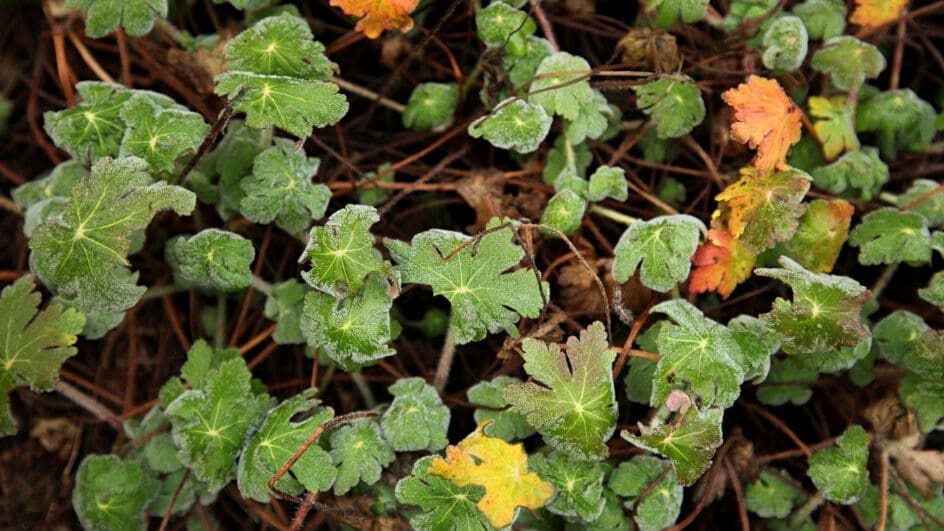 Close up of hardy geranium in the winter photographed by Matt Collins