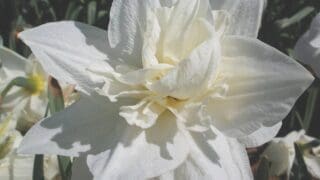 Close up image of heritage daffodil Mrs William Copeland. An heirloom daffodil with beautiful white double
