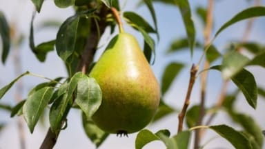 New Pear bred by Frank Matthews called Cornishgold