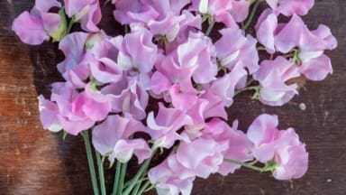New pink and white, sweet pea variety named after Strictly Come Dancing ballroom dancer, Amy Dowden.
