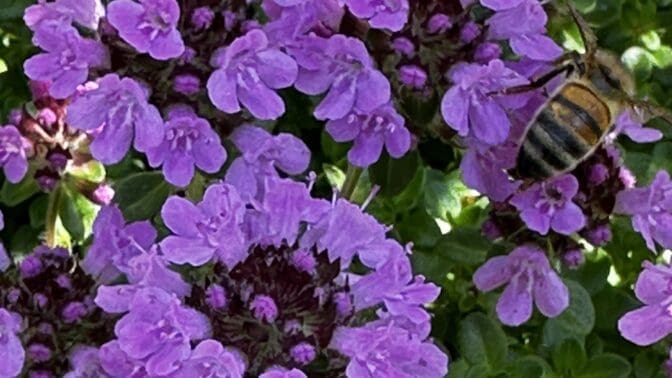 Thymus 'Jekka's Bee Happy'