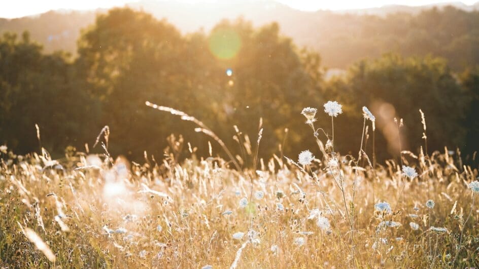 Flower meadow