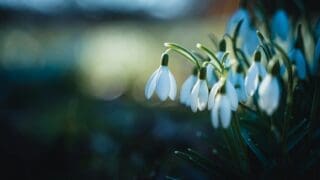 snowdrops close up