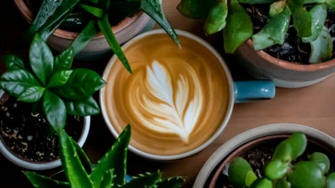 a cappuccino surrounded with green-leafed plants in pots