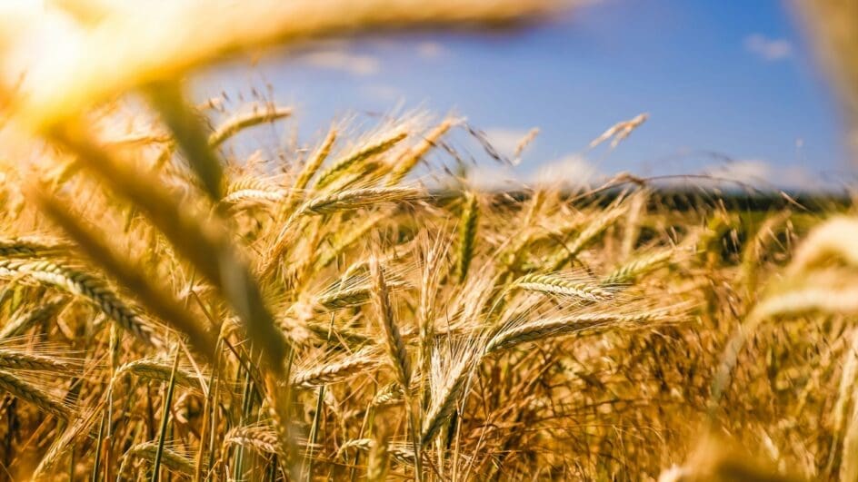 Close up of a wheat field