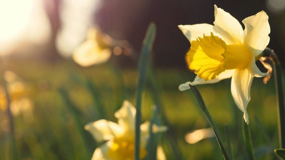 Daffodil flower in the sunlight