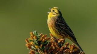 Yellowhammer bird, singing whilst standing on fir tree