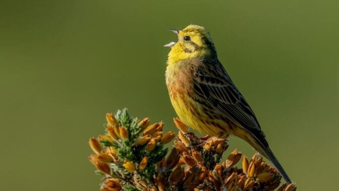 Yellowhammer bird, singing whilst standing on fir tree