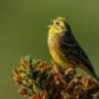 Yellowhammer bird, singing whilst standing on fir tree