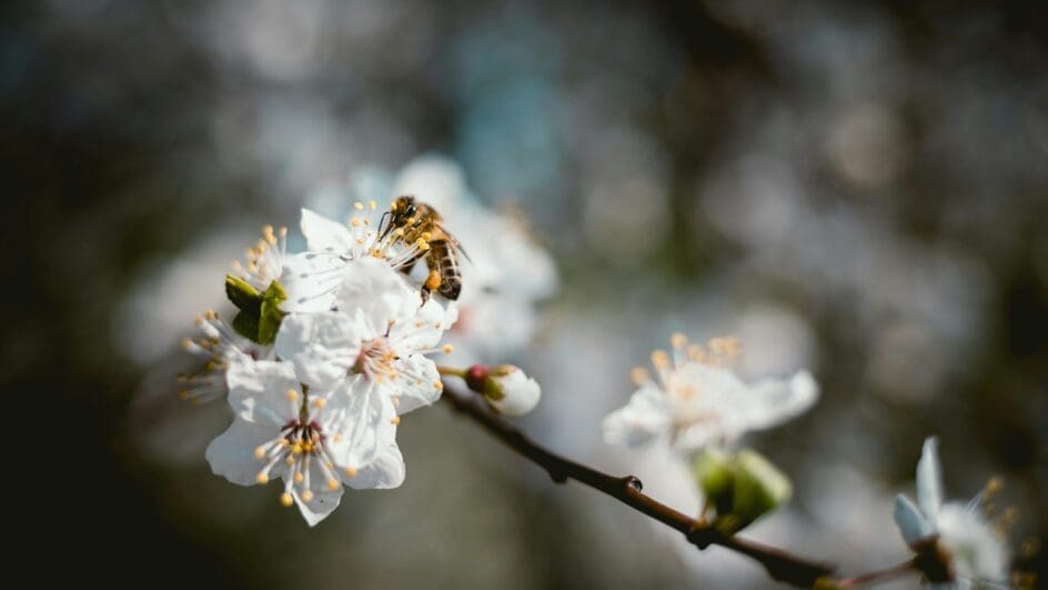 honey bee on tree blossom