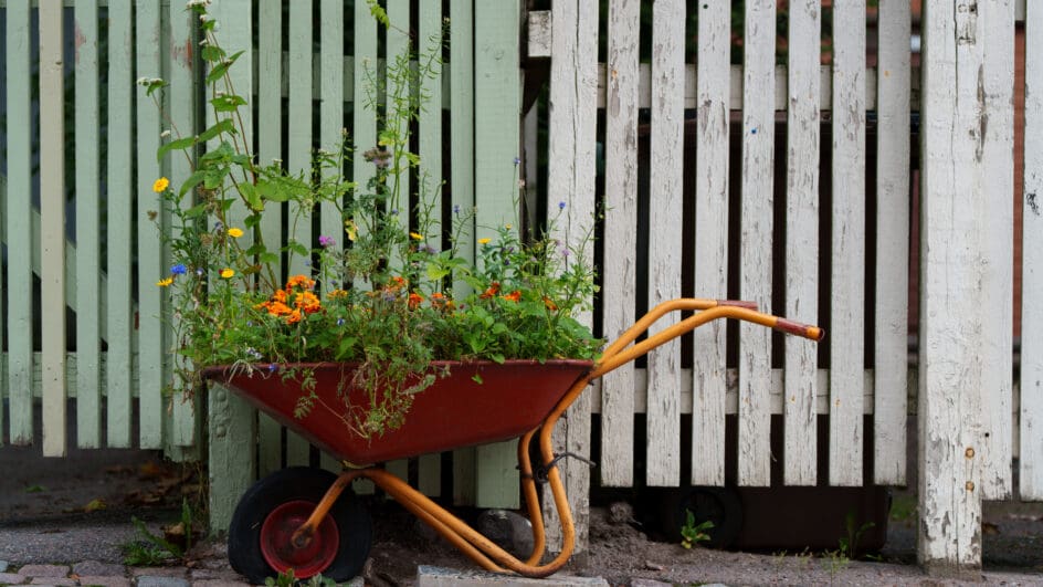 Wheelbarrow with plants