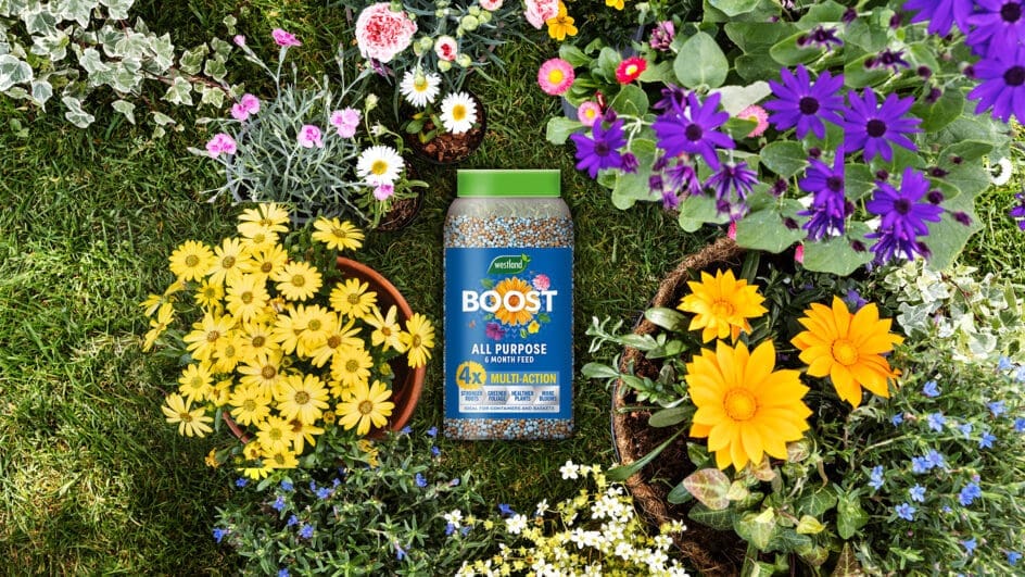 Image of Westland Horticulture's Boost product in granules with flowers and plants