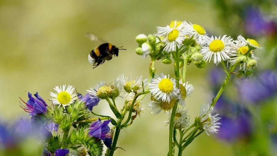 Bumblebee flying to different flowers