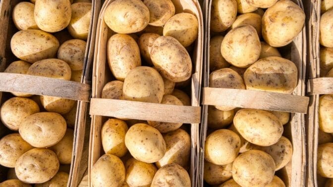 Potatoes in a trug