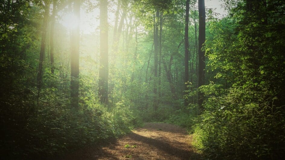 Forest with the sun shining through