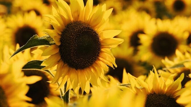 Sunflowers facing the camera