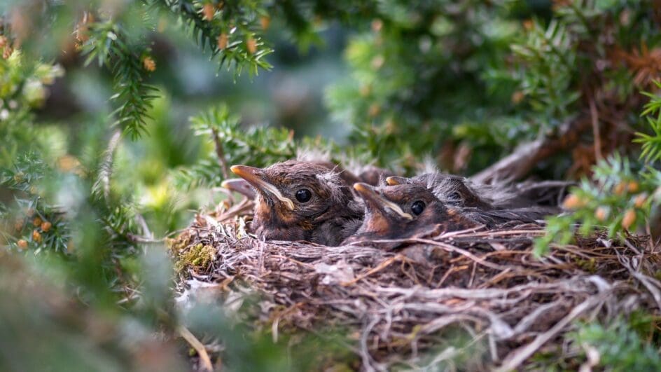 Blackbird nest with chicks