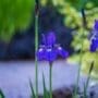 Iris Siberica