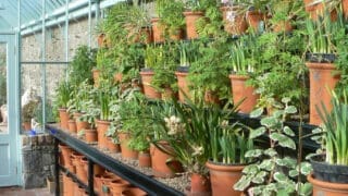 Bench filled with terracotta pots in an Alitex greenhouse