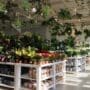 Interior of Blue Diamond Garden Centre showing a selection of houseplants and indoor pots