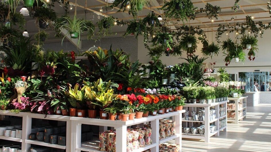 Interior of Blue Diamond Garden Centre showing a selection of houseplants and indoor pots