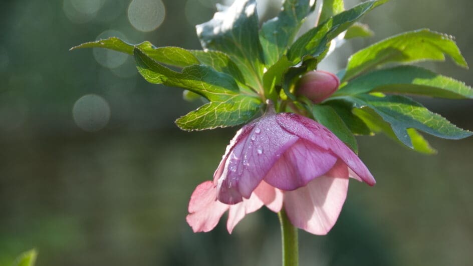 Sole Pink Helleborus