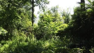 Image of the Dartington Forest garden created over 30 years as a demonstration of agroforestry