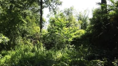 Image of the Dartington Forest garden created over 30 years as a demonstration of agroforestry